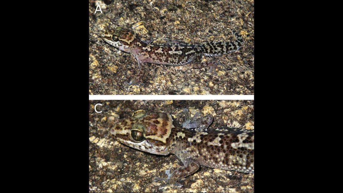 The creatures have dark spots along their faces and backs, photos show.