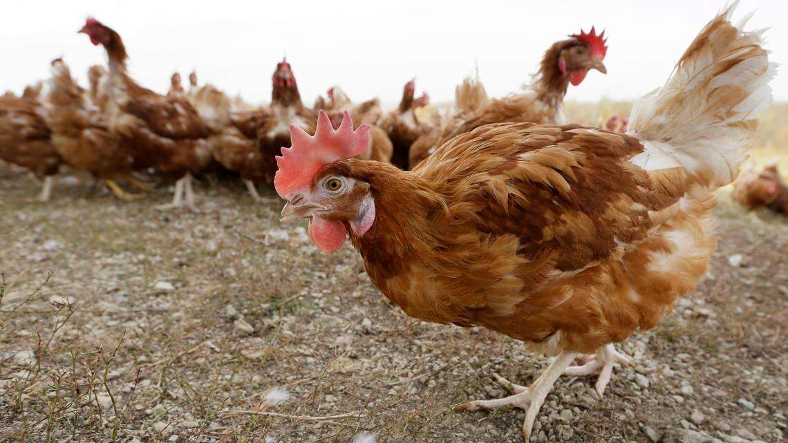 Is there bird flu in SLO County? What to know as California declares state of emergency