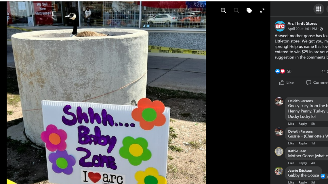 A goose laid her eggs in a planter outside a Colorado thrift store. Now, the community gets to see who can come up with the best name for the mother-to-be.