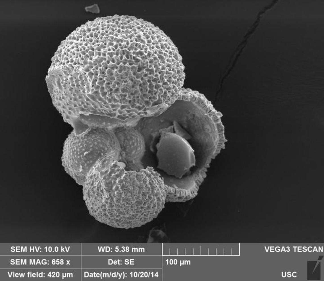 A foraminifera shell magnified to 650 times its actul size under a scanning electron microscope.
