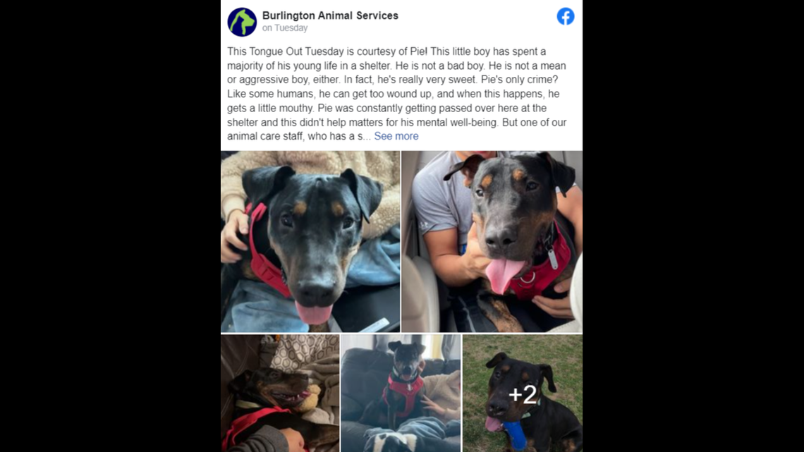 Pie is a high-energy dog who loves to play, ride in the car and get belly rubs, according to a North Carolina shelter.