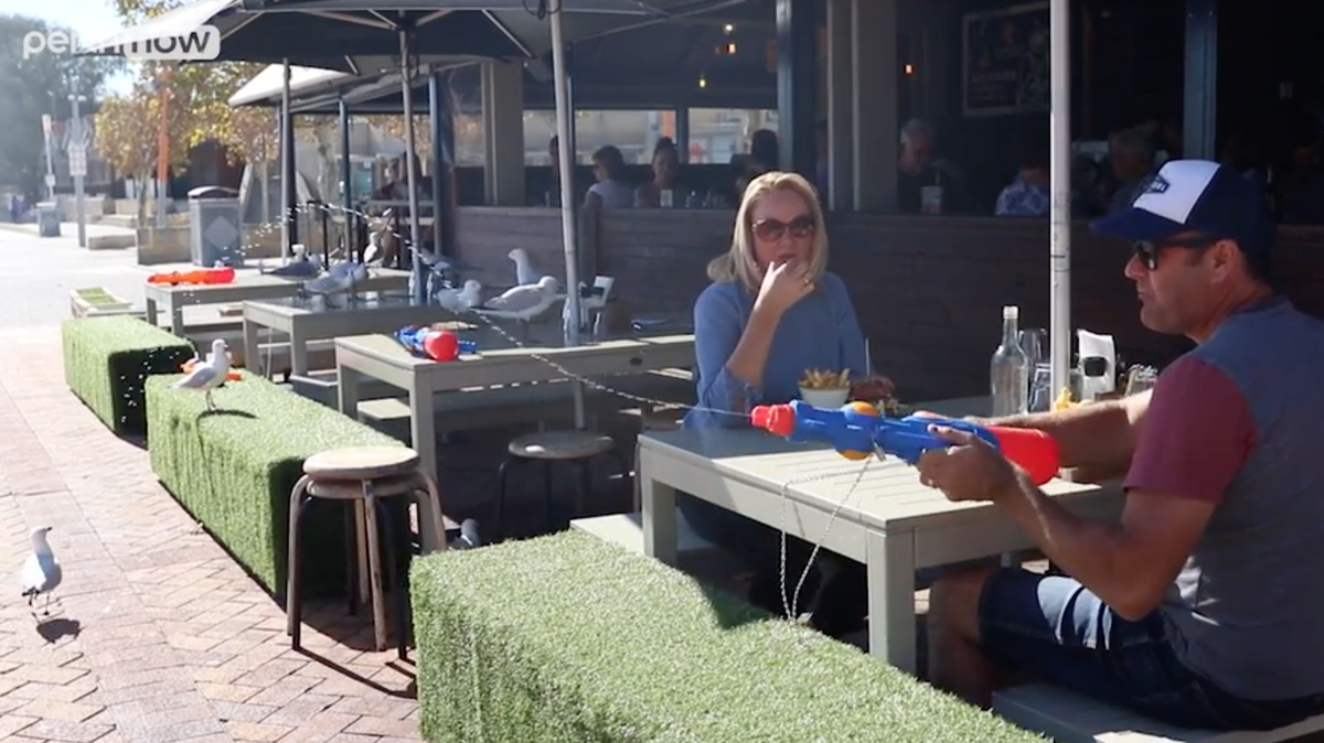 Toby Evans, the owner of 3Sheets restaurant in Perth, Australia, said seagulls have harassed customers at his establishment — so he has armed each table with a water gun to fend off the hungry birds. And so far, he said, it has worked.