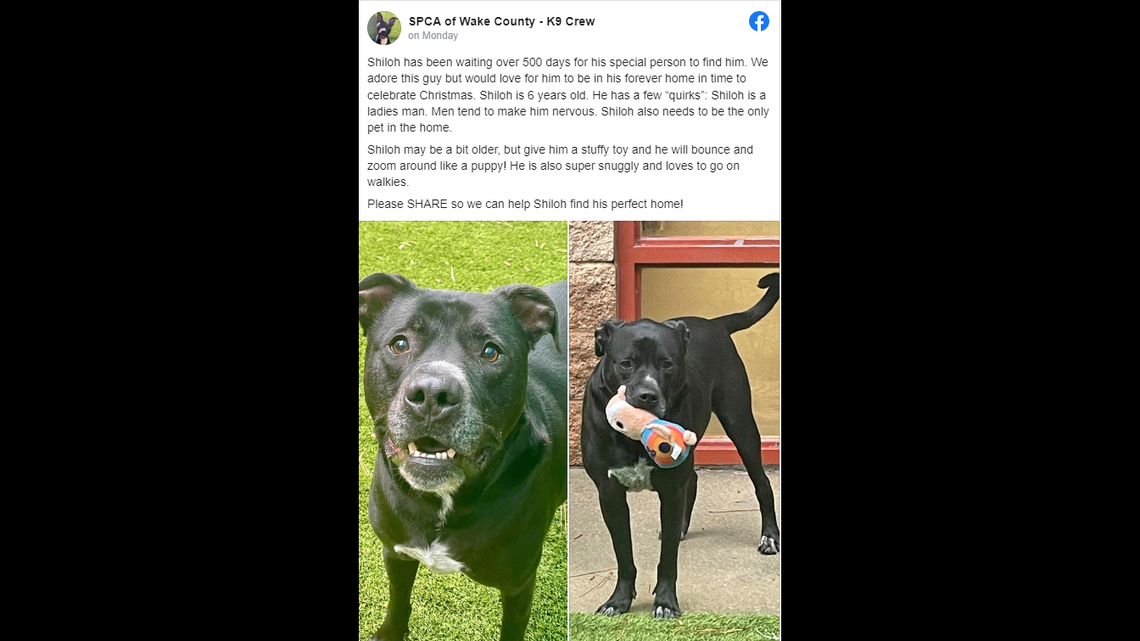 Shiloh was originally adopted before being returned to a North Carolina animal shelter.