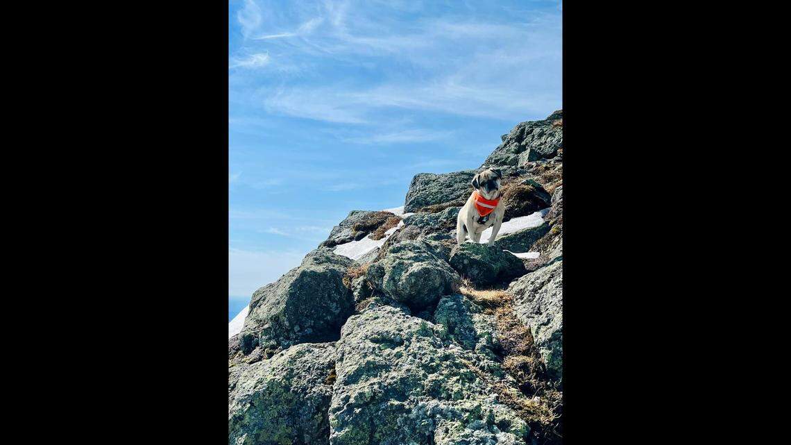 McMahon adopted Woof when he was one and a half years old after being told he was “too hyper.”