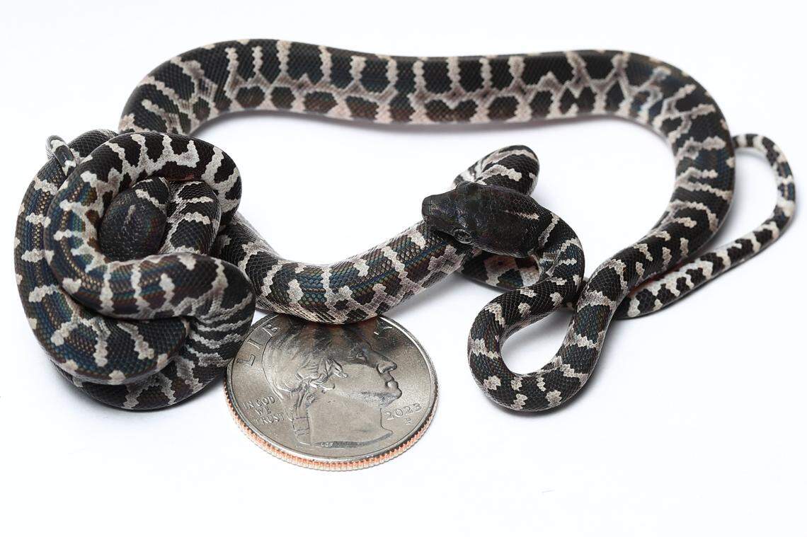 The Virgin Islands boa is one of the smallest boas in the world, according to the North Carolina Zoo’s post.