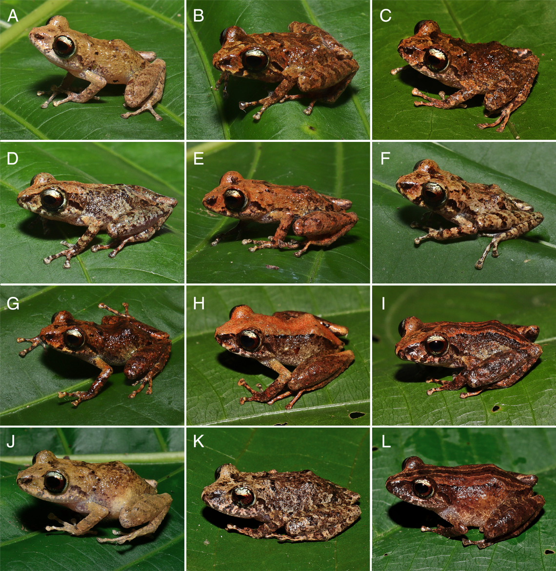The rain frog has only been found in a “peculiar ecoysystem” in Brazil, researchers said.