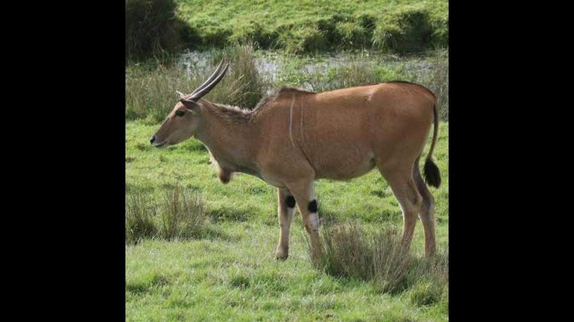 Officials told the public that, if they see an antelope that escaped from a Massachusetts zoo, they shouldn’t approach it from behind.