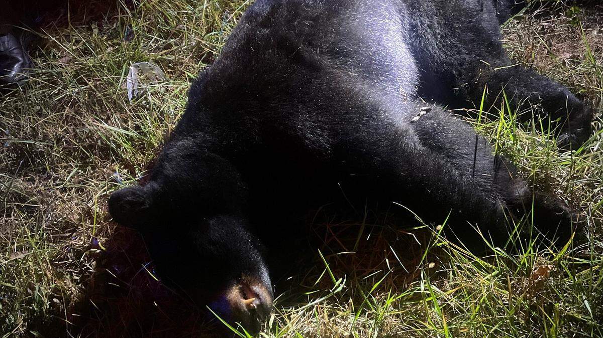 A large black bear was struck by a vehicle in Middle Tennessee, wildlife officials say.