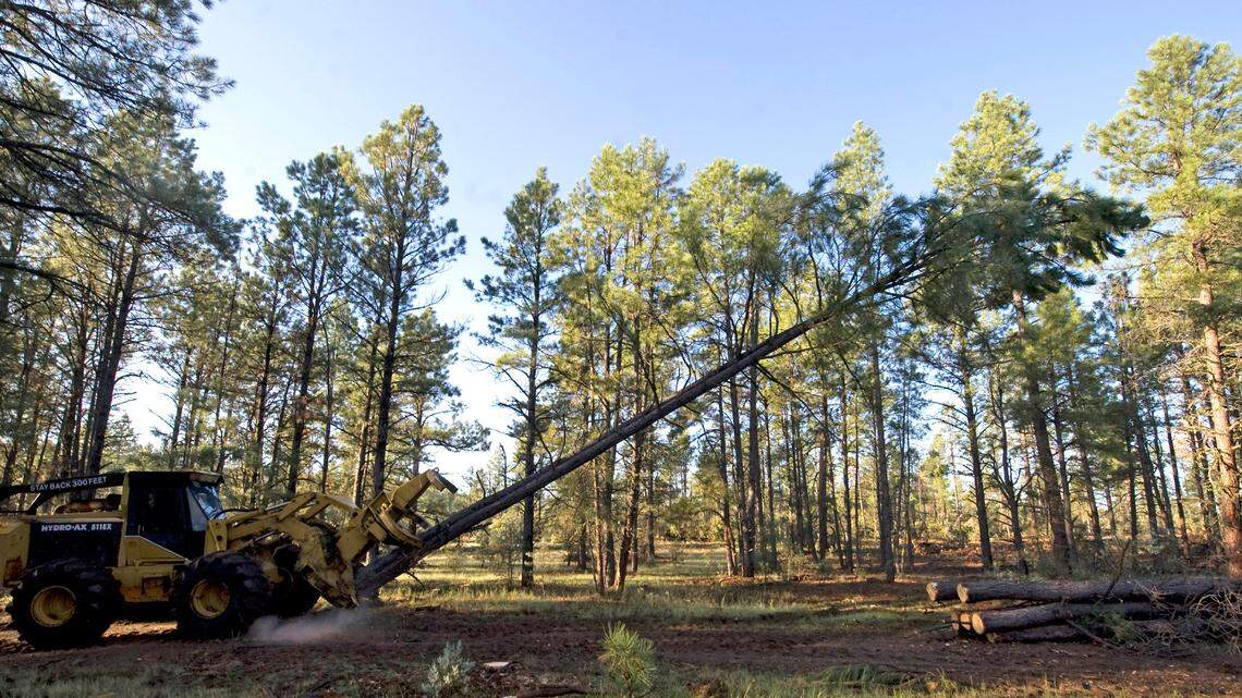 This Aug. 25, 2009 photo shows equipment cutting trees down. Over eight years, a Texas couple scammed a Forest Investment Associates, a Georgia company, into paying millions for work that was never done, prosecutors said.