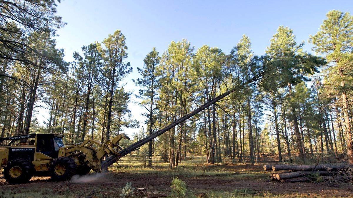 This Aug. 25, 2009 photo shows equipment cutting trees down. Over eight years, a Texas couple scammed a Forest Investment Associates, a Georgia company, into paying millions for work that was never done, prosecutors said.