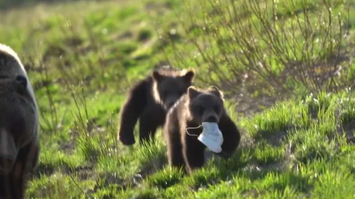 Video shows bear cubs at Grand Teton National Park playing with a disposable face mask used to slow the spread of COVID-19.