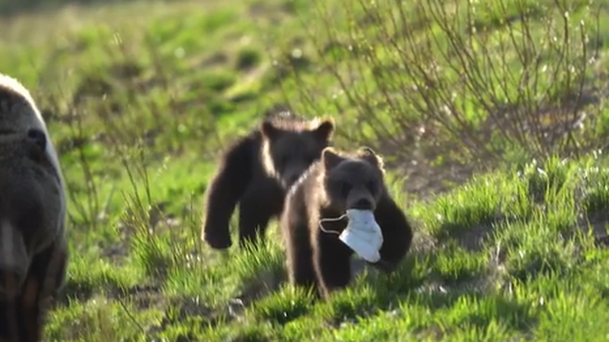 Video shows bear cubs at Grand Teton National Park playing with a disposable face mask used to slow the spread of COVID-19.