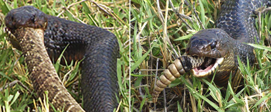 Texas indigo snakes regularly feed on smaller, venomous snakes.