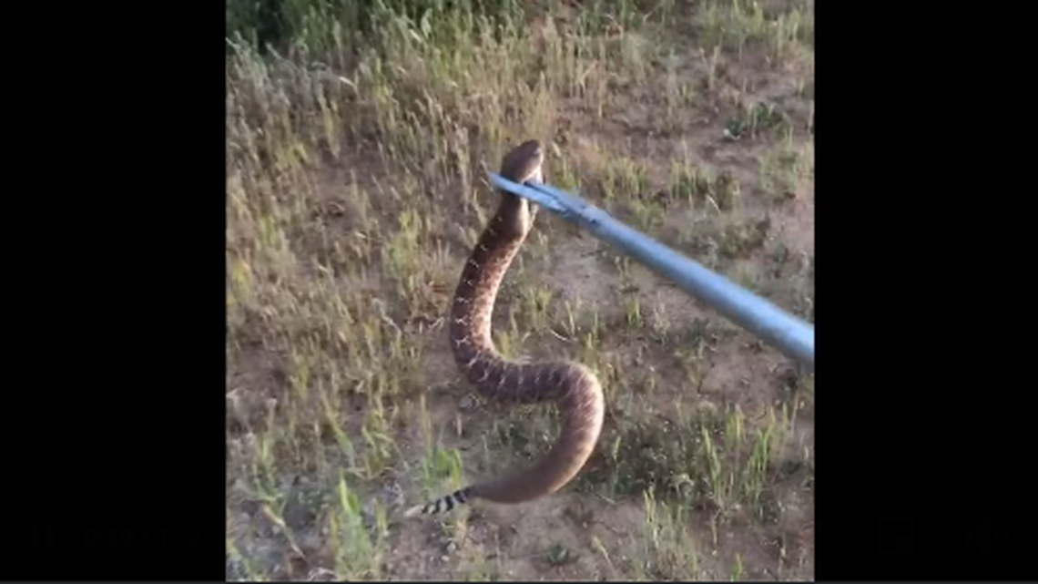 A California man picked up a rattlesnake with barbecue tongs to protect children. So Animal Services officials were called in to finish the job.