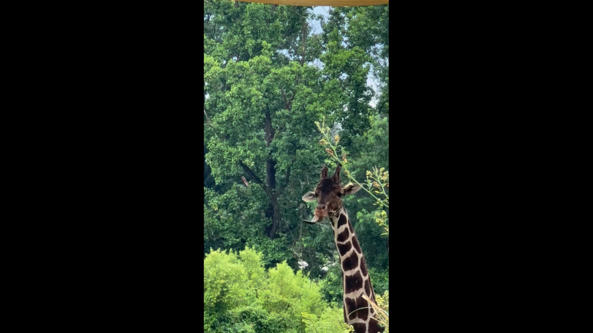 Caesar the giraffe quenches his thirst by sipping up raindrops with his long tongue at the Maryland Zoo in Baltimore, the zoo’s video shows.