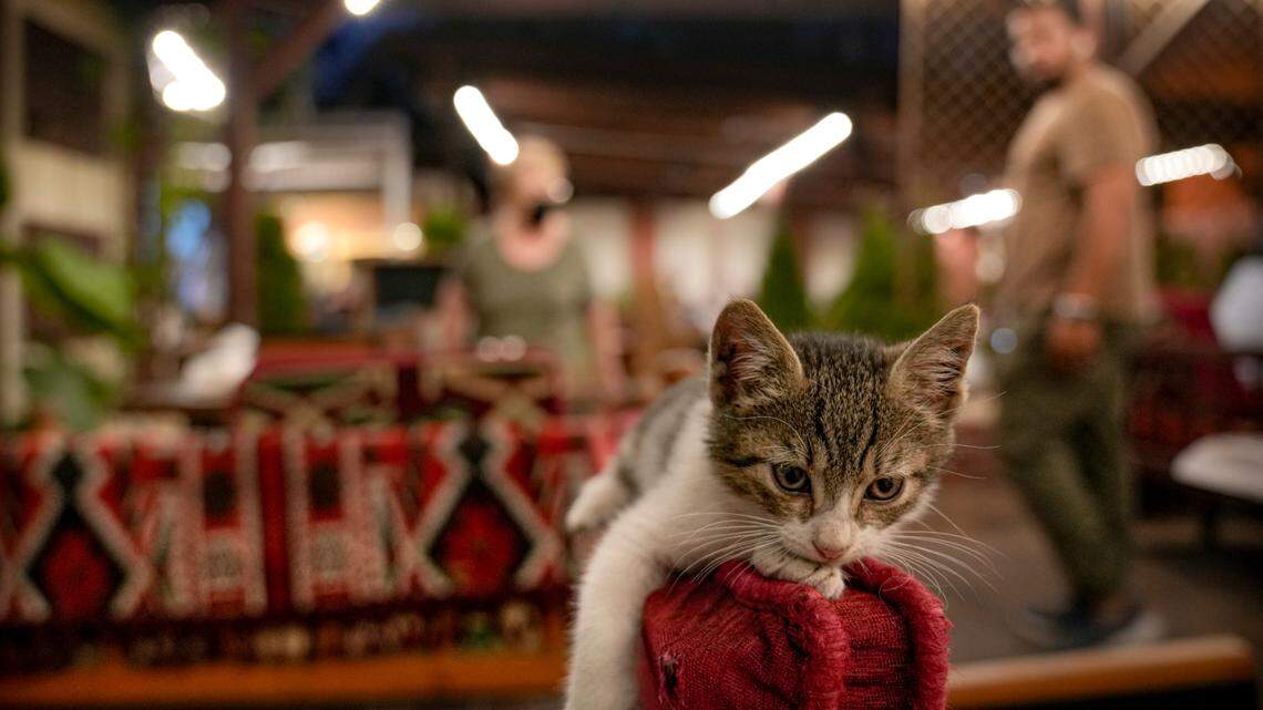 A kitten rests on the backrest of a chair at a Turkish restaurant as customers wait to be seated in the Black Sea port of Constanta, Romania, Saturday, Sept. 18, 2021. All but five of the kittens found in a “hoarding situation” in Connecticut have been adopted, a town official said. (AP Photo/Vadim Ghirda)