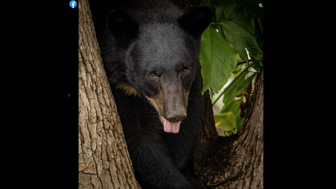 The bear was first spotted April 24, but stayed on the move, wildlife officials said.