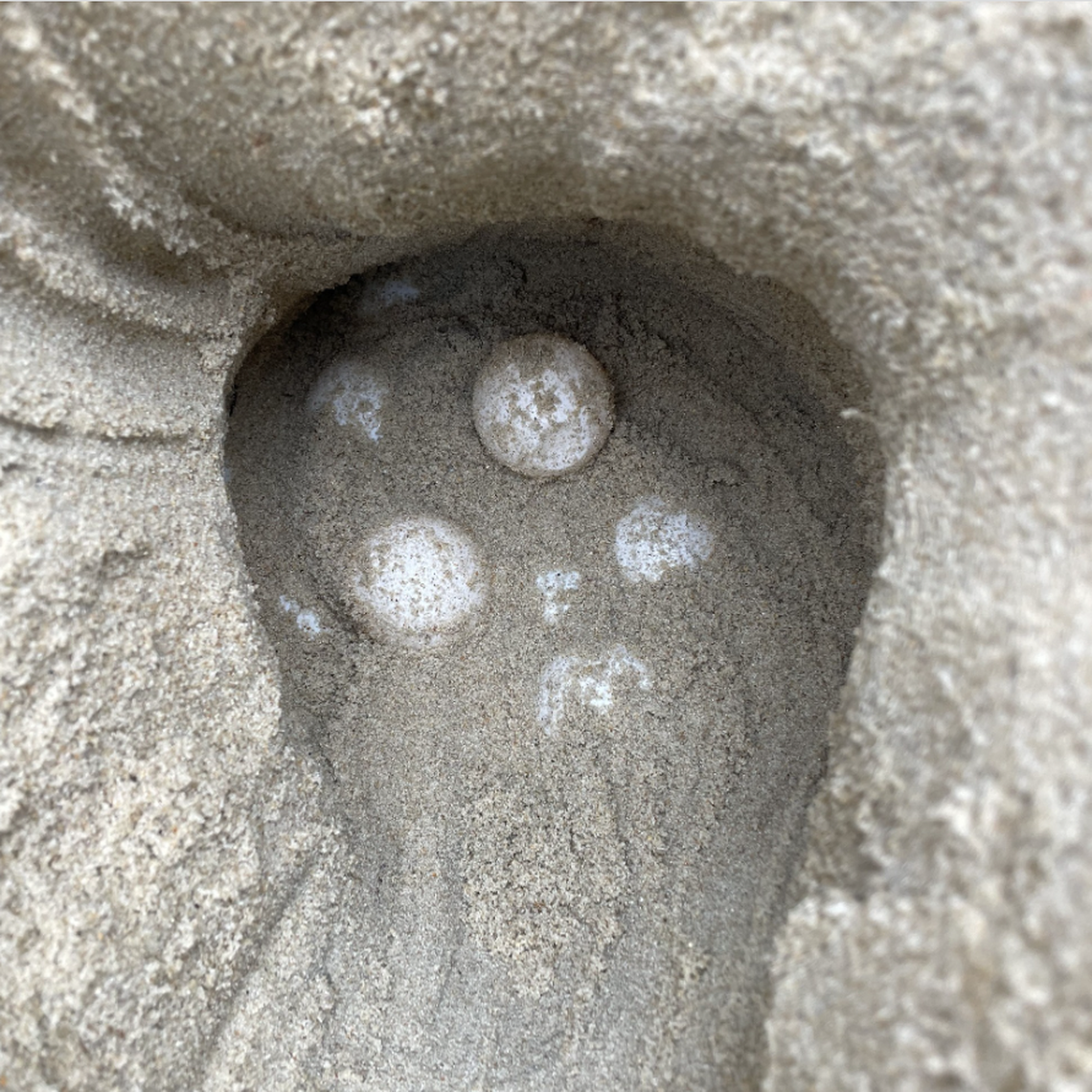 Green sea turtles can lay up to 120 eggs per nest, according to Cape Hatteras National Seashore.