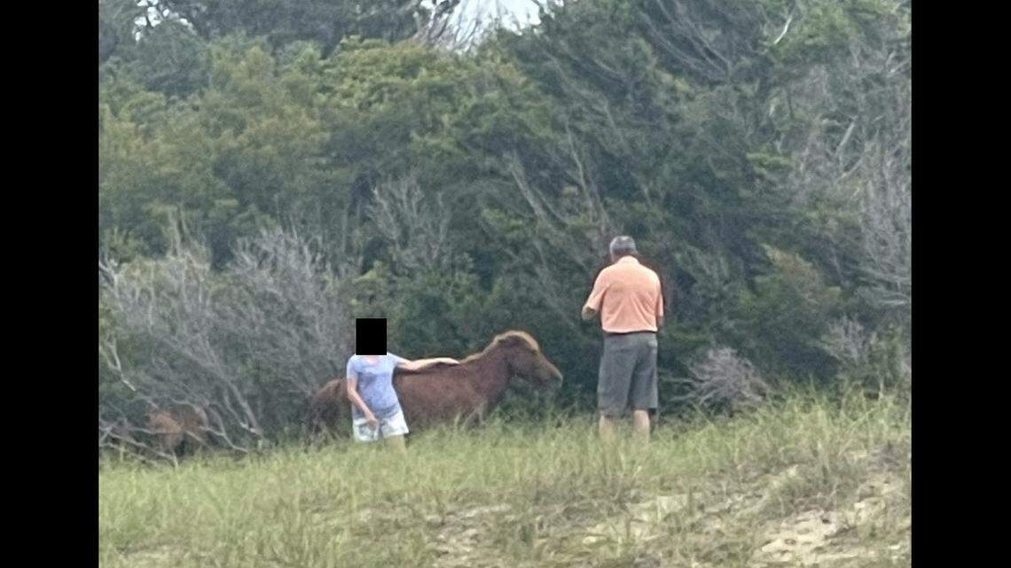Visitors to Cape Lookout National Seashore were cited after they got too close to a wild horse, according to North Carolina park service officials.