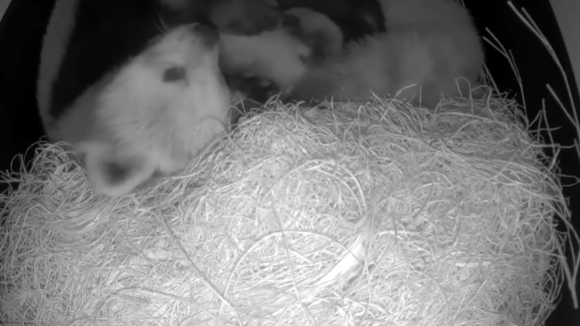 Wasabi, a mother red panda, snuggles with her newborn cubs at a Michigan zoo.