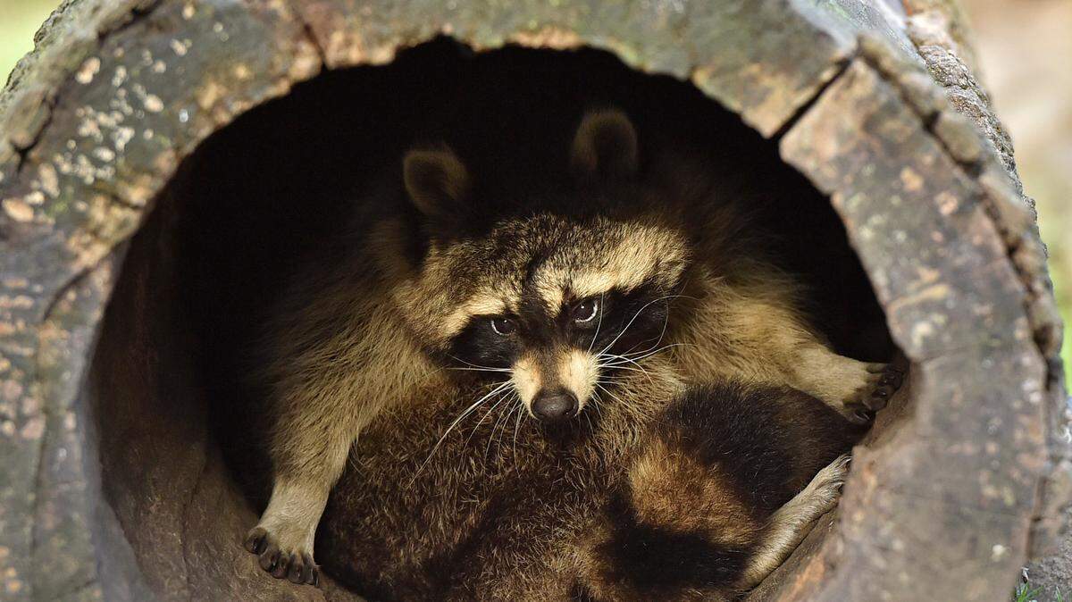 A raccoon looks out of a hollow tree at the zoo in Gelsenkirchen, Germany, in December 2015. In South Carolina, the owner of a pet raccoon has refused to turn it over to environmental authorities for rabies testing even though it has bitten several people, according to wildlife officials.