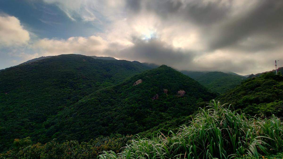Researchers discovered a new species of toad living on a mountain in eastern China, according to a new study.