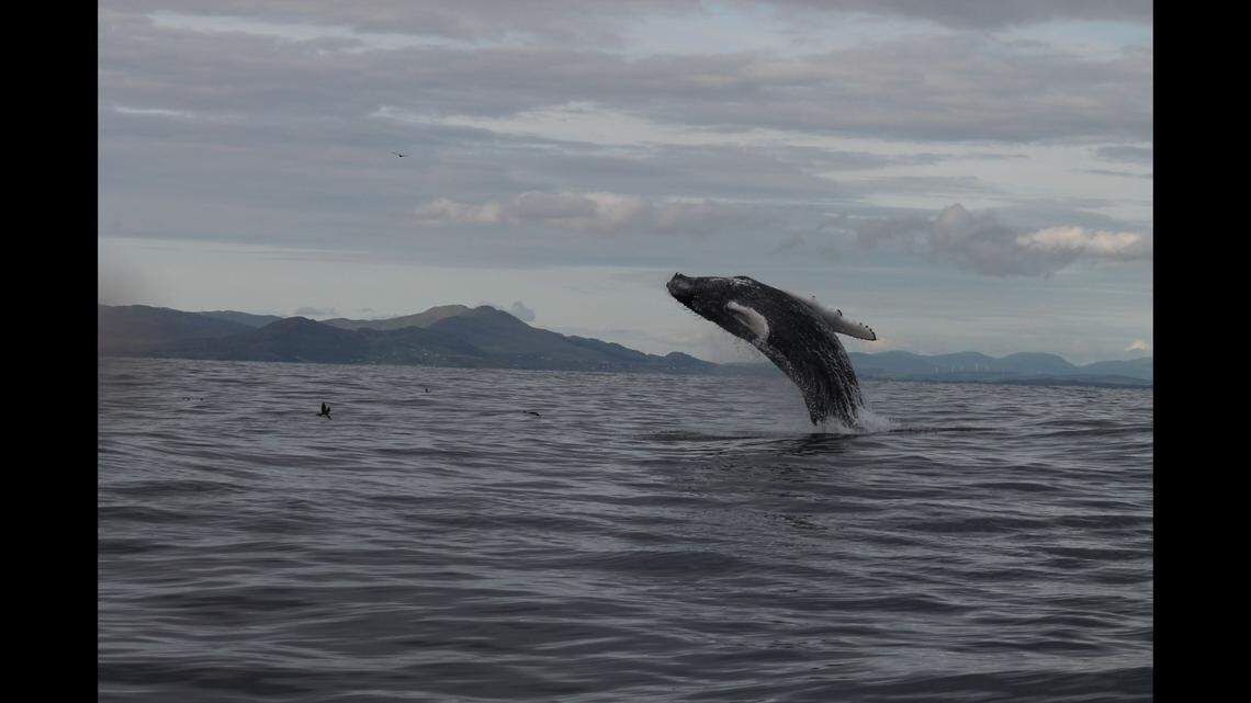 A humpback whale breaching in Donegal Bay.