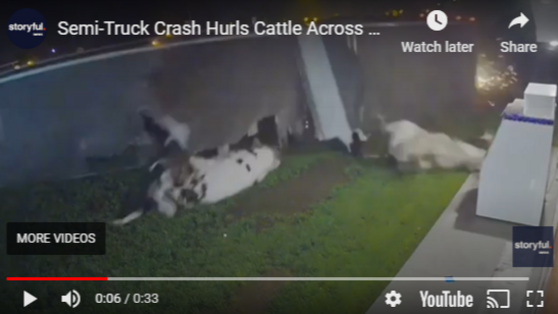 Cows are launched into a liquor store from an overturned semi, video shows