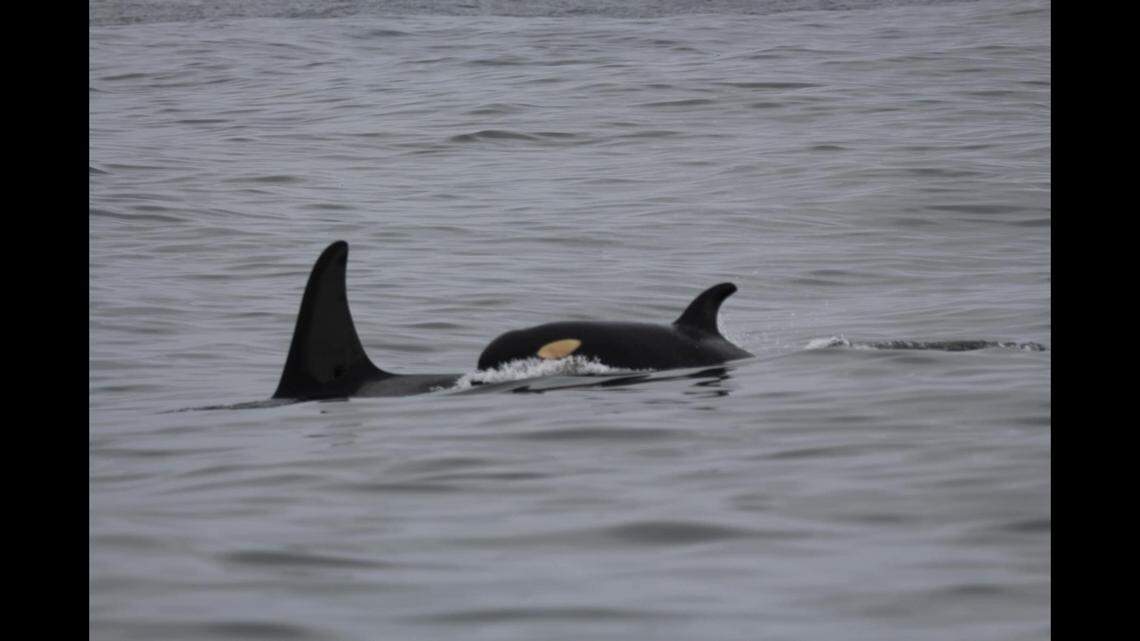 The calf was spotted swimming alongside several other orcas off the coast of Canada, photos show.