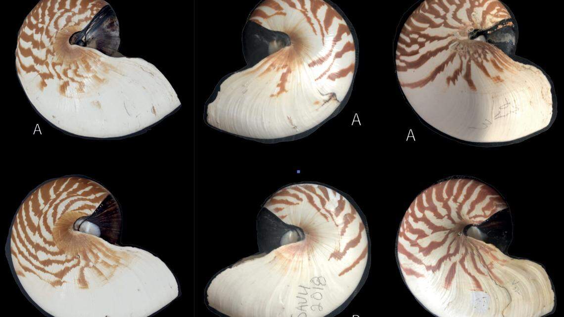Three new species of nautilus were discovered in the PAcific Ocean, researchers said.