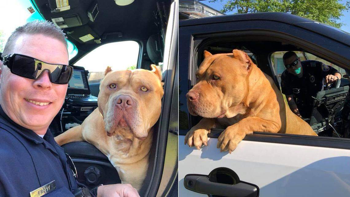 Texarkana, Texas police officer made a furry new friend on one of the least likely calls Sunday: a vicious dog call.