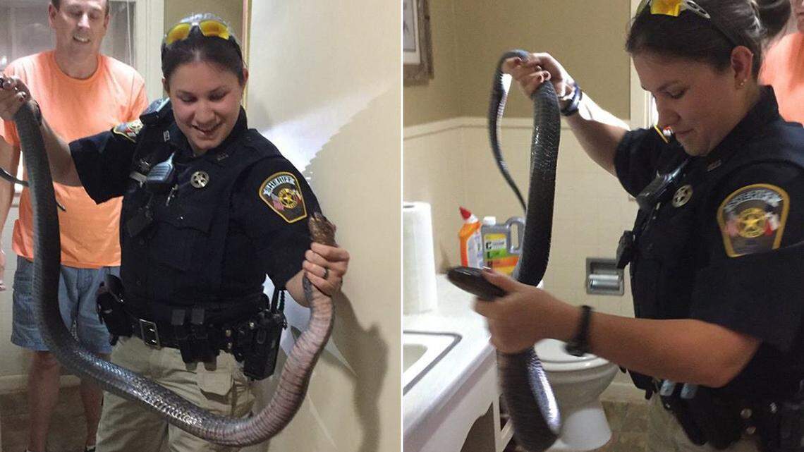 Bee County Sheriff's Deputy Lindsay Scotten wrangles a 6-foot Texas indigo snake after a 6-year-old noticed it slithering out of his family's toilet