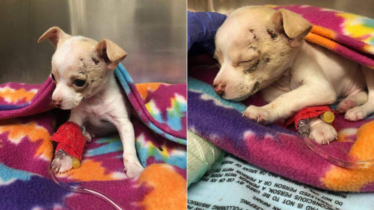 This little guy has been through a lot, Austin Animal Center says, after a hawk dropped him from midair. He is with a foster family and will be ready for adoption in about four weeks.