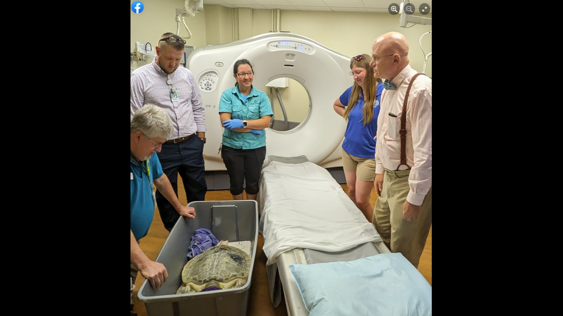 Kemp’s ripley sea turtles are the smallest sea turtle in the world, NOAA says.