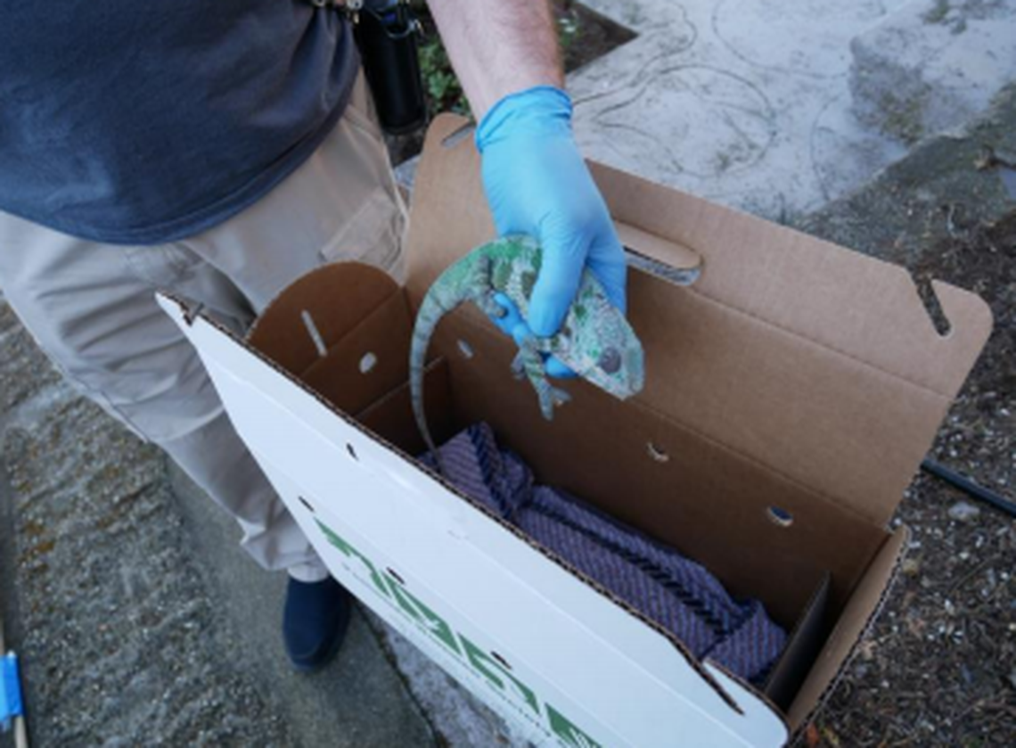 A California woman looked out window to find a chameleon trapped on a power line wire for three days outside of her window, the Peninsula Humane Society said.