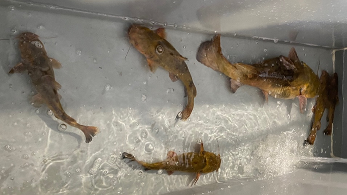 Flathead catfish are an invasive species in rivers around Georgia, including the Ogeechee where the most recent group was found, officials say.