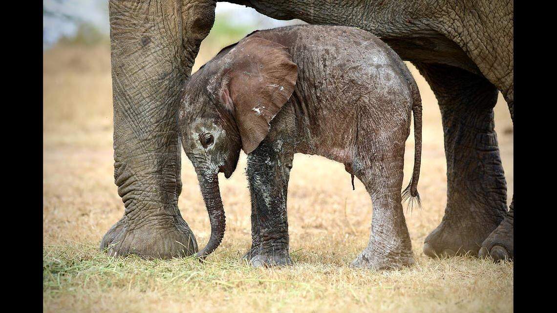 Mwana’s birth was “seamless,” according to the trust.