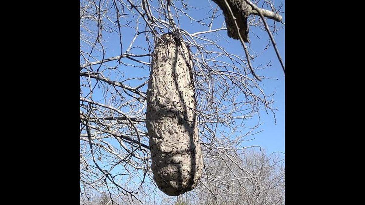 A large nest hanging from a tree branch Kenedy, Texas, was built by Mexican honey wasps, the only U.S. wasp species to produce honey, wildlife officials say. Phot from Christopher Nelson.