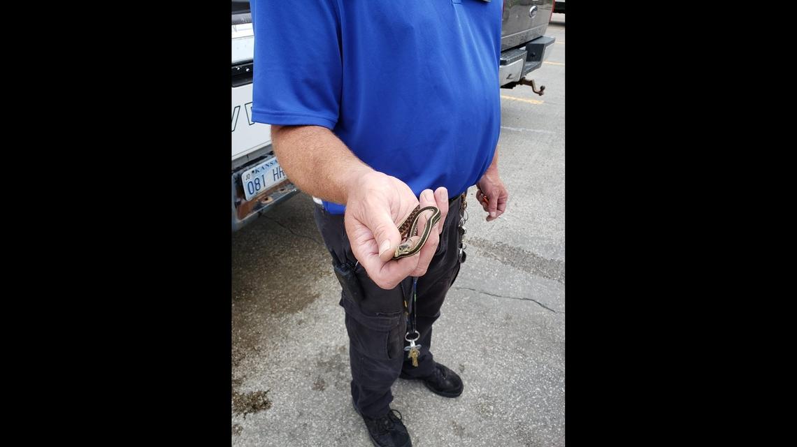 Holly Malkames, who took a video of a snake under a gas pump screen in Gardner, Kansas, said the station had removed it a day later. Photo from Holly Malkames.