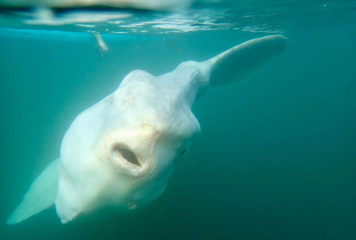 Sunfish can weigh up to 5,000 pounds, according to National Geographic.