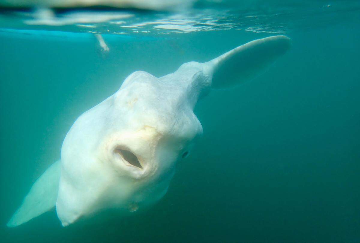 Sunfish can weigh up to 5,000 pounds, according to National Geographic.