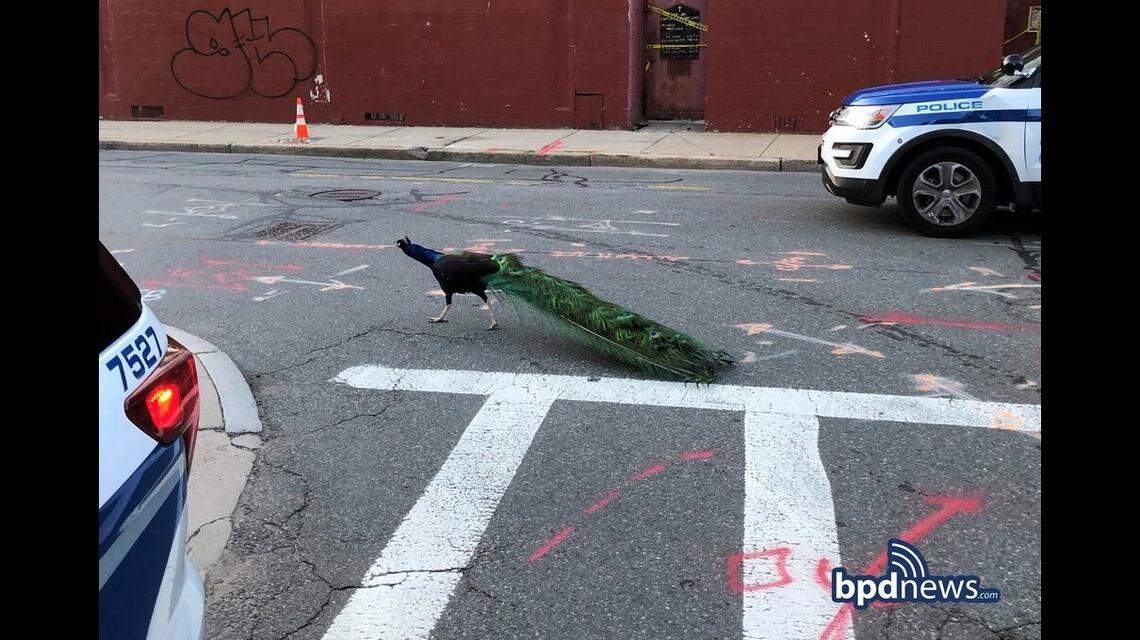 Snowbank, a male peacock, escaped the Franklin Park Zoo in Boston. Photo from Boston Police Department.