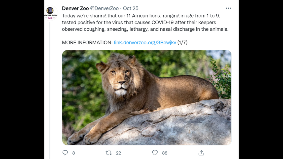 Eleven lions at the Denver Zoo tested positive for COVID-19, the zoo said in a Monday news release.