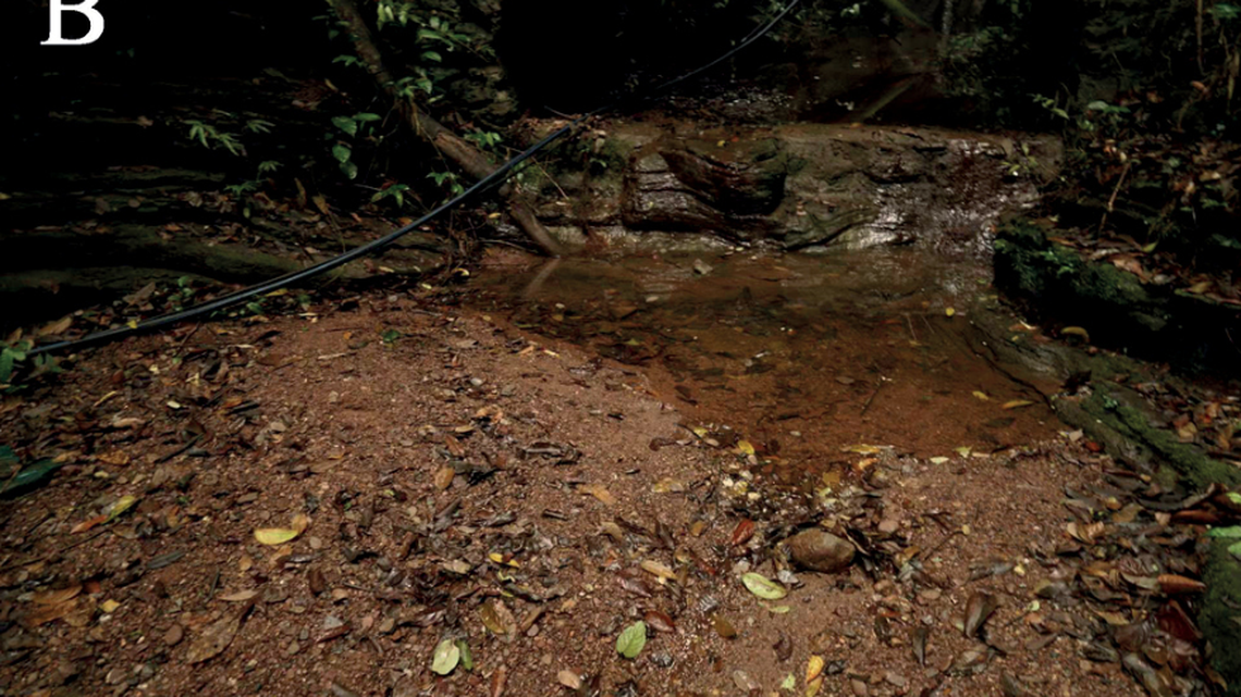 Deep in the forests of China, a small, 10-legged creature calls the puddles home.
