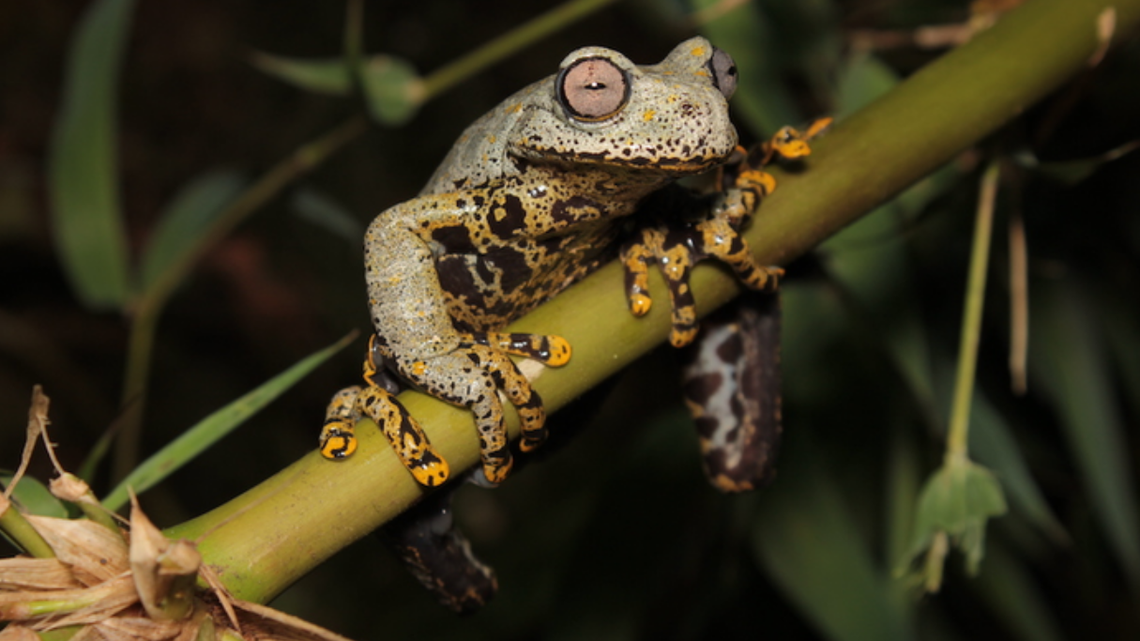 A new species of frog was recently discovered in the mountains of Ecuador and named after author J.R.R. Tolkien.