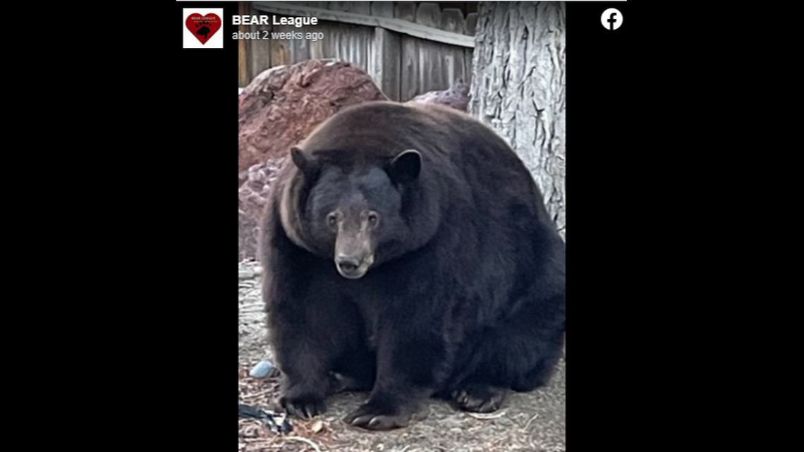 A 500-pound bear could be euthanized in South Lake Tahoe.