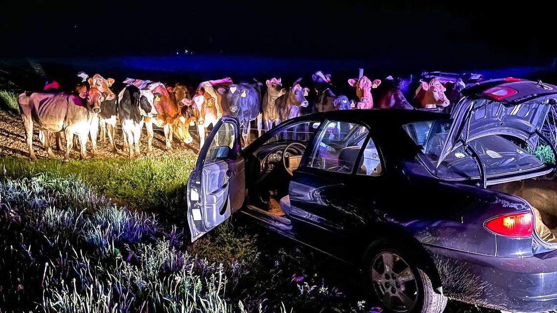 A police chase in Barron County, Wisconsin, ended when the driver encountered a herd of cows, officials say. Photo from Barron County Sheriff’s Office.