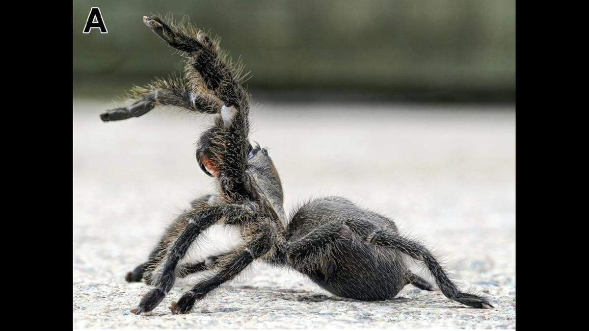 The Persian gold tarantula in a defensive position.