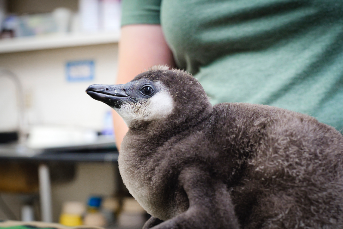 The zoo has hatched 48 African black-footed penguin chicks since establishing its colony in 1987.