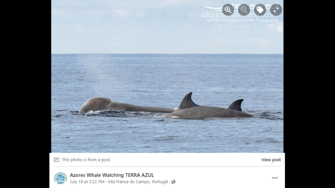 Photos show the whales coming to the surface of the ocean.
